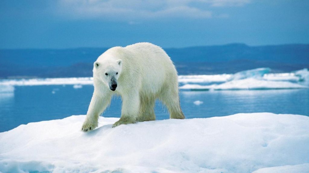 L Ours Histoire D Un Roi Déchu L’Ours, histoire d’un roi déchu – Pagans.eu